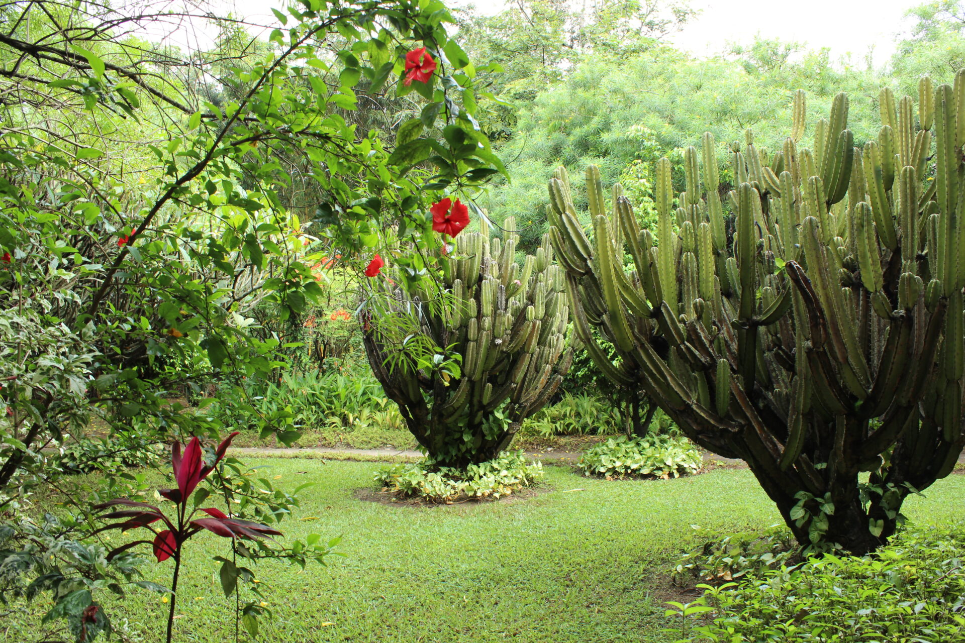 Garden Cacti