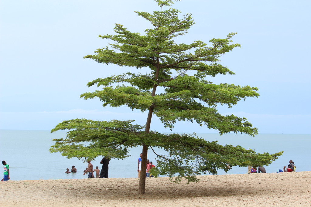 Lake Tanganyika Tree
