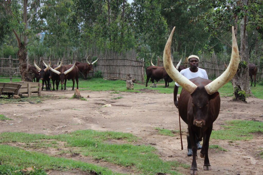Rwandan Royal Cows