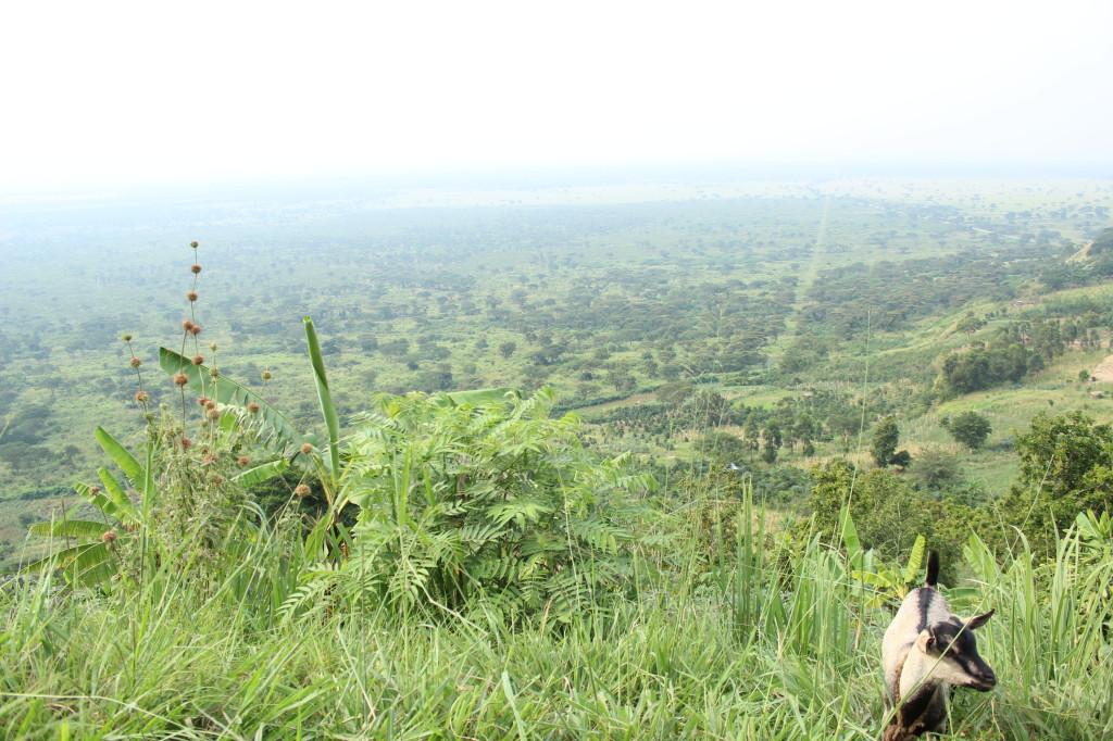 Ugandan Countryside