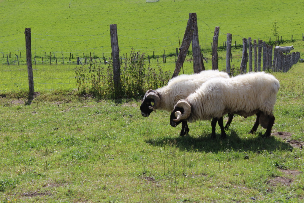 Sheep on St. James Road