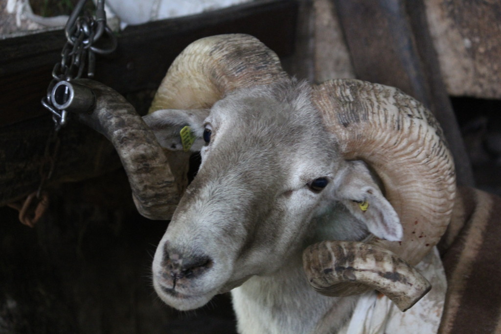 Zumaia - Jesuskoa Farm Goat