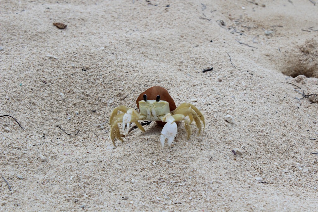 Crab on Playa Ancon