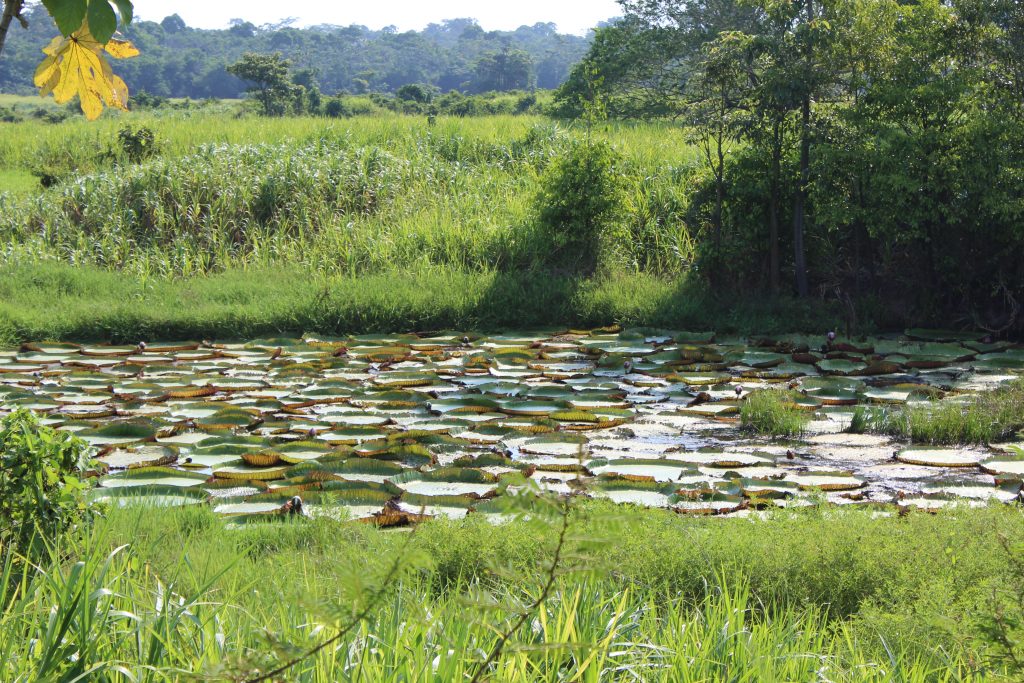 Giant lily pads - off the grid in the Amazon
