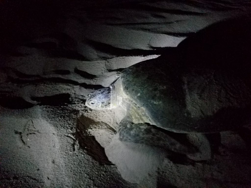 Giant elder sea turtle south of Muscat in Turtle Reserve