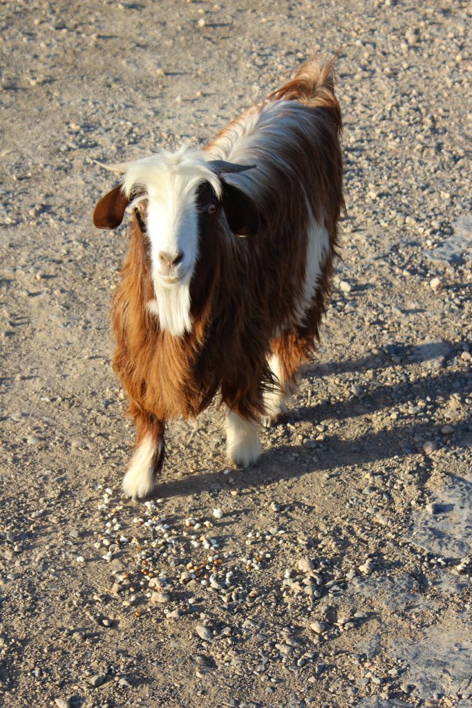 Omani mountains - goat