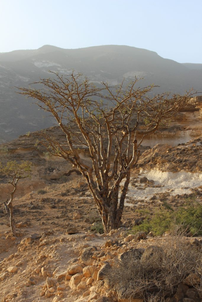 Frankincense tree south of Salalah