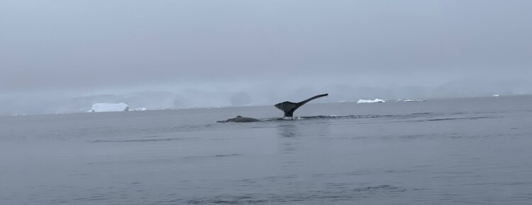 Humpback whale in Wilhelmina Bay