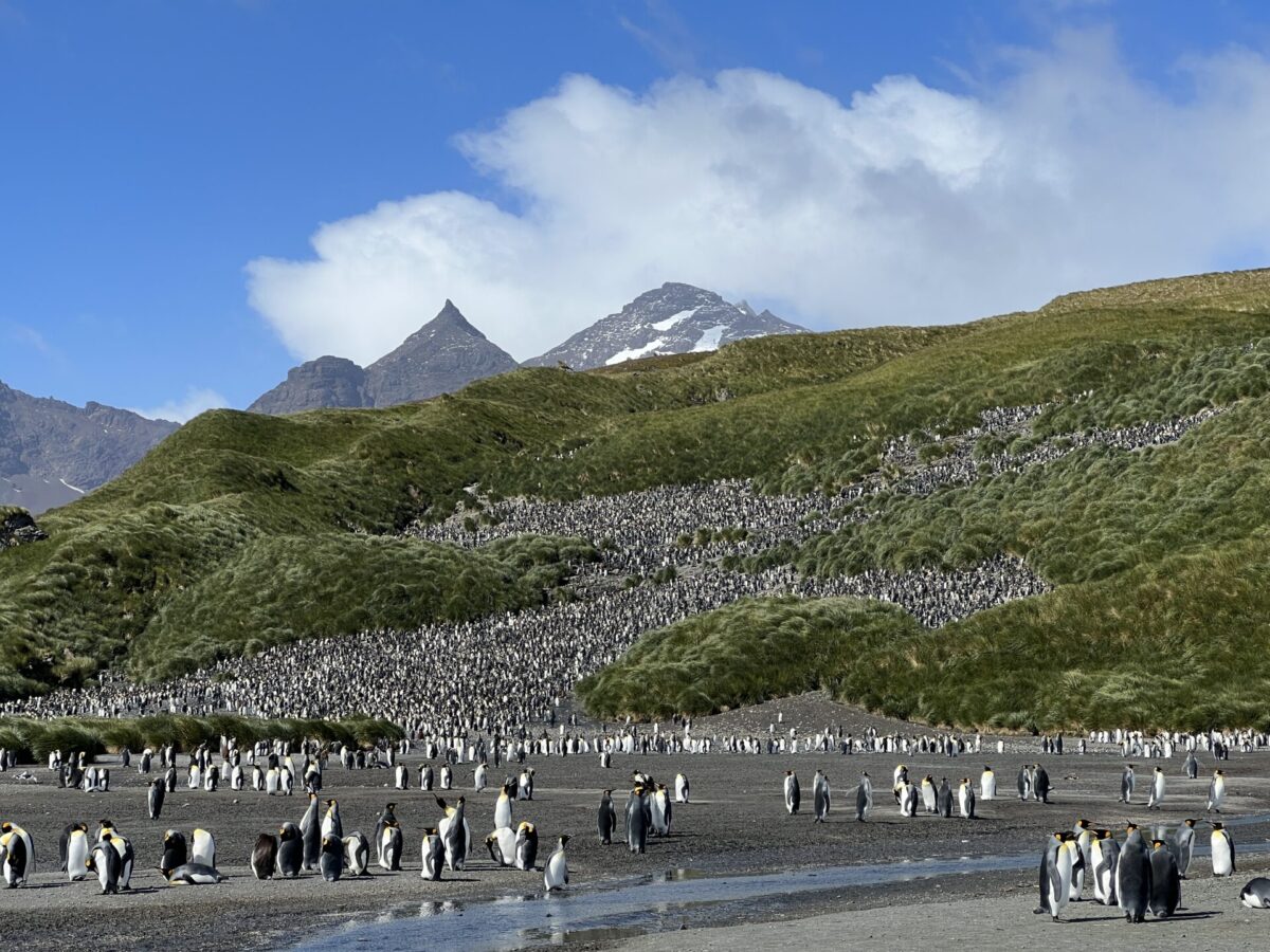 Penguin colony on Salisbury Plain